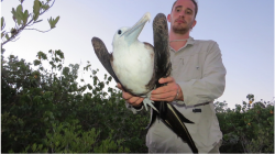 DoE PR - Regional frigatebird study