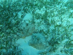 Conch Whelk Seasons Close May 1