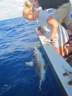 Four sharks found dead in Cayman waters since February