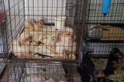 Animal Welfare Investigation Results in the Seizure of 53 Dogs from Prospect Residence,