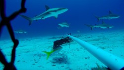 10 years of shark conservation in Cayman