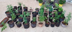 47 Ganja Plants Seized in Cayman Brac, Man Arrested