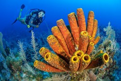 There is no better time to enjoy Cayman’s wonderful world of sponges