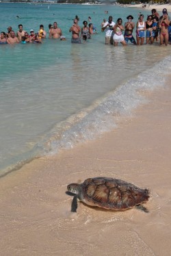 Green sea turtle nesting numbers at all time high