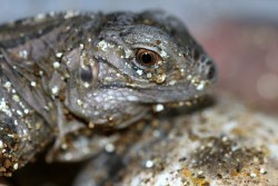 New Focused Approach to Blue Iguana Conservation