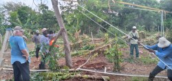 Dept of Agriculture Provides Post TS Grace Assistance to Fruit Tree Farmers