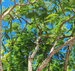 Cayman Turtle Centre releases rescued Cayman parrots at Botanic Park