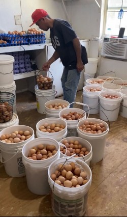 National Egg Strategy moves into operational mode to increase egg production