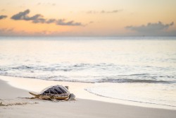 Cayman Turtle Centre Celebrates World Sea Turtle Day with a Weekend of Festivities