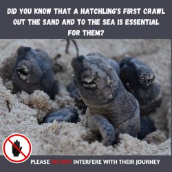 Please leave sea turtle hatchlings alone