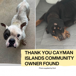 Update on Abandoned Dogs in West Bay: Responsible Owner Identified, Investigations Ongoing