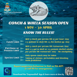 Conch & Whelk season opens Nov 1st